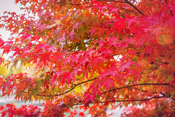 Poster - Beautiful Acer palmatum ( palmate maple or smooth Japanese maple ) leaves. Fall red maples in Germany. Red-foliaged Japanese maple, close up. Good Red  Fall Foliage.