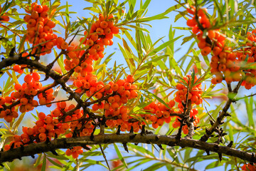 Wall Mural - Sea buckthorn berries in sunny day. Sea-buckthorn bush with yellow fruits ( Hippophae rhamnoides, Sandthorn, Sallowthorn or Seaberry ), close up. Yellow berries in garden, macro