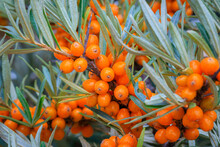 Sea Buckthorn Berries In Sunny Day. Sea-buckthorn Bush With Yellow Fruits ( Hippophae Rhamnoides, Sandthorn, Sallowthorn Or Seaberry ), Close Up. Yellow Berries In Garden, Macro