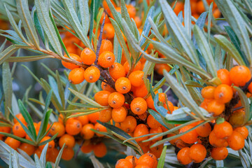 Poster - Sea buckthorn berries in sunny day. Sea-buckthorn bush with yellow fruits ( Hippophae rhamnoides, Sandthorn, Sallowthorn or Seaberry ), close up. Yellow berries in garden, macro
