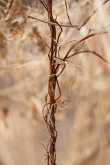 Canvas Print - Closeup of a plant dry branch under the sunlight