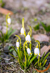 Wall Mural - spring snowdrops flowers in the grass