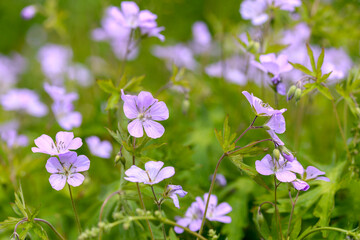 Wall Mural - wild geranium  flowers in the field