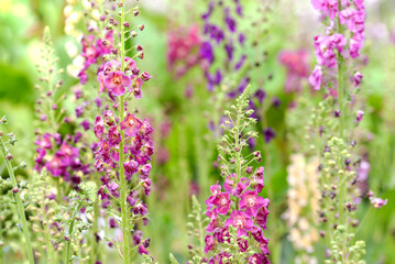 Wall Mural - colorful delphinium flowers in the field