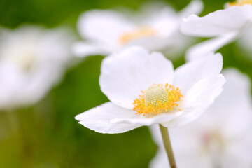 Wall Mural - close up of white anemone flower