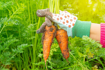 harvest. the girl pulls fresh carrots from the ground