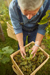 © Viacheslav Yakobchuk - Aging farmer putting grapes into a wooden box