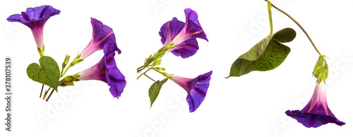 blooming purple morning gloria on white background Tableau sur Toile