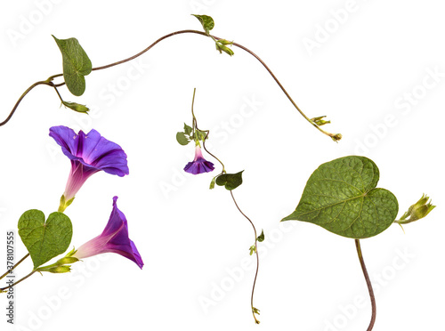 Photographie blooming purple morning gloria on white background