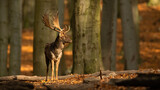 Fototapeta Zwierzęta - Male fallow deer, dama dama, standing in woodland and looking around during autumn rutting season. Stag with antlers in sunny fall forest. Animal wildlife in nature with copy space.
