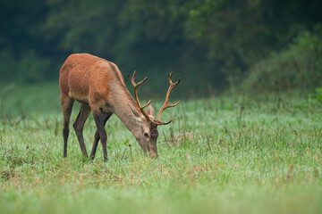 Wall Mural - Young red deer, cervus elaphus, grazing on meadow in summer morning. Immature stag feeding on grassland in fall. Juvenile antlered animal eating grass.