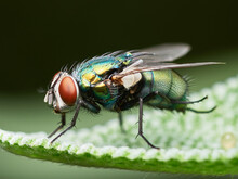 Closeup Shot Of A Fly