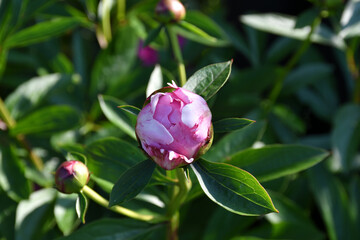Wall Mural - unopened peony flower bud on the background of green leaves in the garden. round bud of pink color.