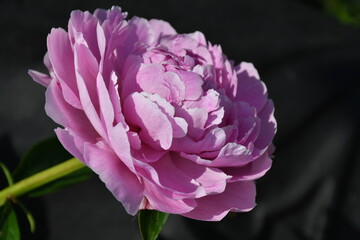 Wall Mural - beautiful pink blooming peony in the garden. flower with beautiful petals close-up.