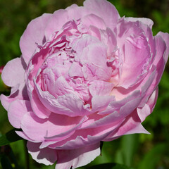 Wall Mural - beautiful pink blooming peony in the garden. flower with beautiful petals close-up.