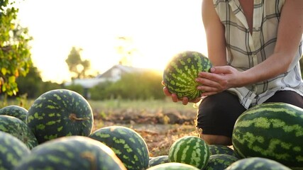 Poster - Farmer sorts watermelon on the field. 