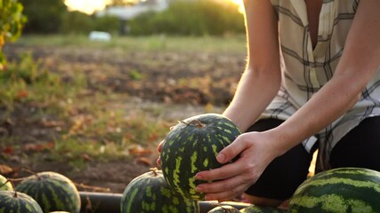 Poster - Farmer sorts watermelon on the field. 