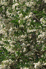 Wall Mural - Snowcone japanese snowbell (Styrax japonicus 'Snowcone')