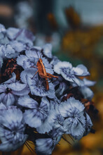 Closeup Shot Of A Grasshopper Sitting On Beautiful Blue Flowers