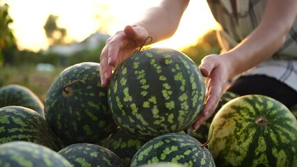 Poster - Farmer sorts watermelon on the field. 