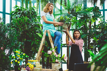 Florists working with plants in glasshouse