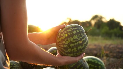 Poster - Farmer sorts watermelon on the field. 