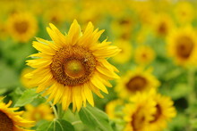 向日葵と蜂（sunflower＆bee）