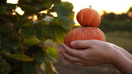 Aufkleber - Woman holds pumpkin in her hand. Slow motion
