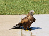 Fototapeta Do pokoju - red tailed hawk