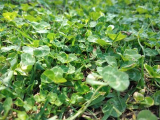 clovers in the garden