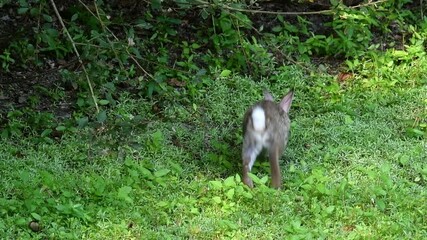 Wall Mural - Two European rabbits (Oryctolagus cuniculus) feeding on succulent vegetation along dried out pond in summer