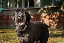 A Large Black Dog With Long Hair Barks At Passers-by