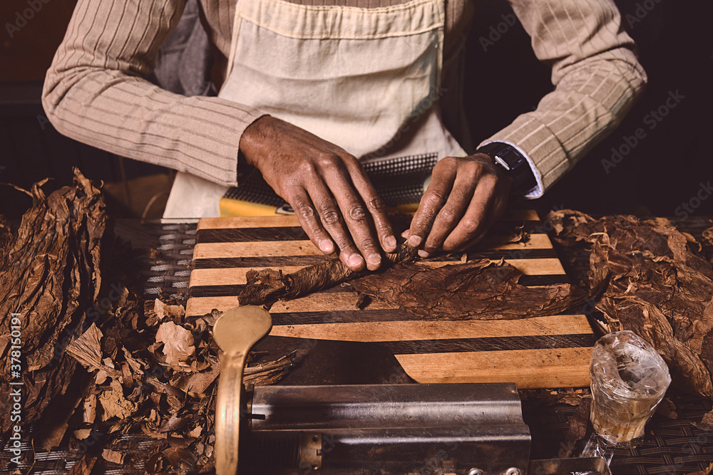 tobacco making Process of making traditional cigars from tobacco leaves with hands using a  mechanical device and press. Leaves of tobacco for making cigars. Close up  of men's hands making cigars. Stock Photo |