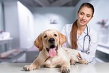 Fototapeta Zwierzęta - Attractive young female doctor with funny dog patient