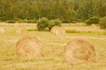 Poster - rolls of hay on an agricultural field in autumn. horizontal frame