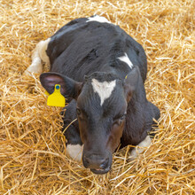 Calf Cow Laying Down