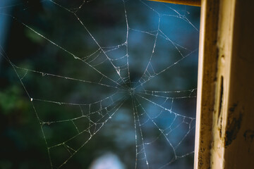 Closeup shot of a spider web
