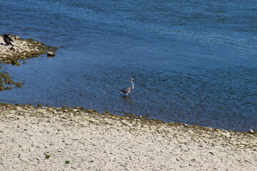 Poster - Kormorane und Reiher am Rhein