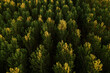 Green aspen tree forest from drone pov