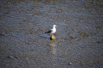 Poster - Möwe im Rhein