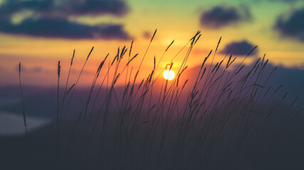 Canvas Print - Selective focus shot of plants captured at sunset