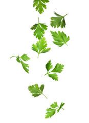 Poster - Green parsley leaves falling on white background