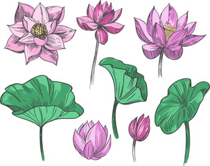 Wall Mural - lotus flower. set of hand drawn vector illustration.