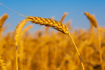 Golden field of wheat in the sun