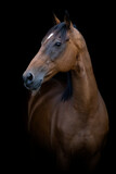 Fototapeta Konie - A bay thoroughbred horse in front of a black background, facing to the left