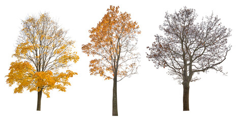 Canvas Print - three autumn large maple tree isoalted on white