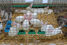 White Rabbits In Cage