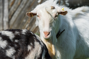 Wall Mural - white goat portrait on the farm outdoor.