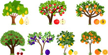 Set Of Different Fruit Trees With Ripe Fruits Isolated On White Background. Harvest Time