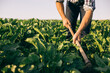 © Inuk Studio/Stocksy - Man working on the field in salamanca, Spain